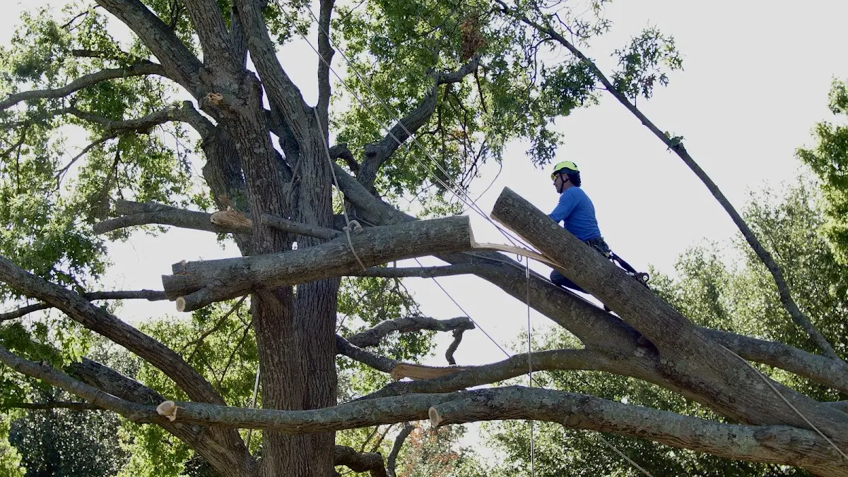 Professional Crown Thinning performed by certified arborists in Fort Scott