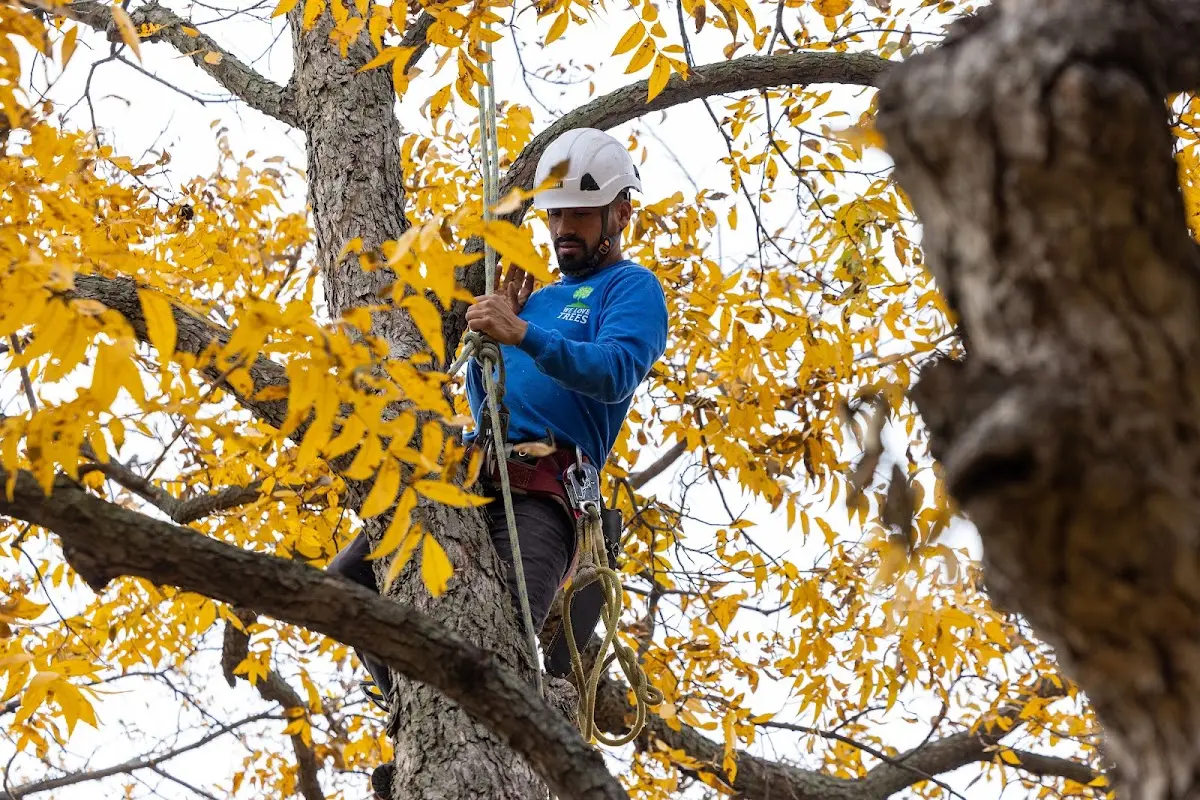 Skilled Tree Planting crew working in Fort Scott
